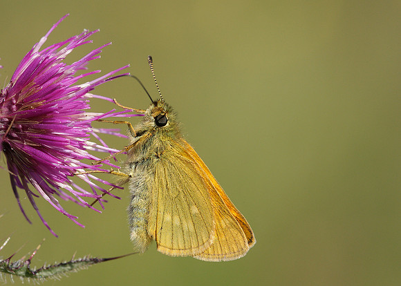 Large Skipper Ochlodes venata