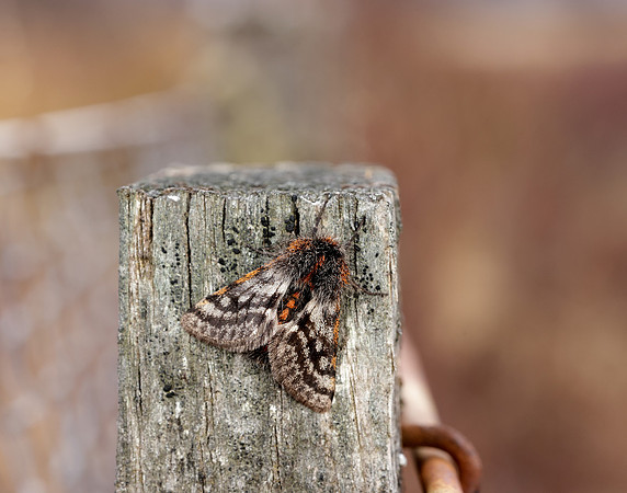 70.249 BF1929 Rannoch Brindled Beauty Lycia lapponaria