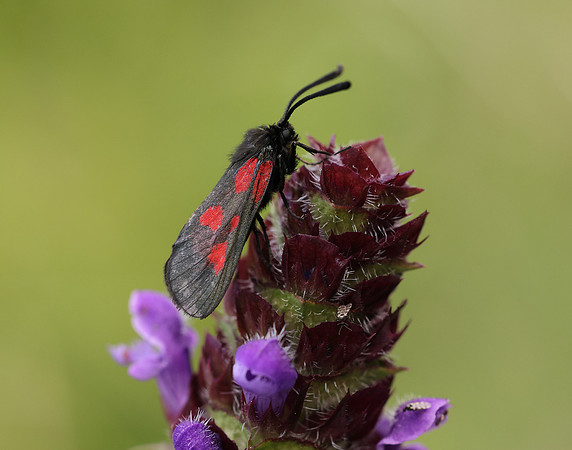 54.007 BF168 New Forest Burnet Zygaena viciae