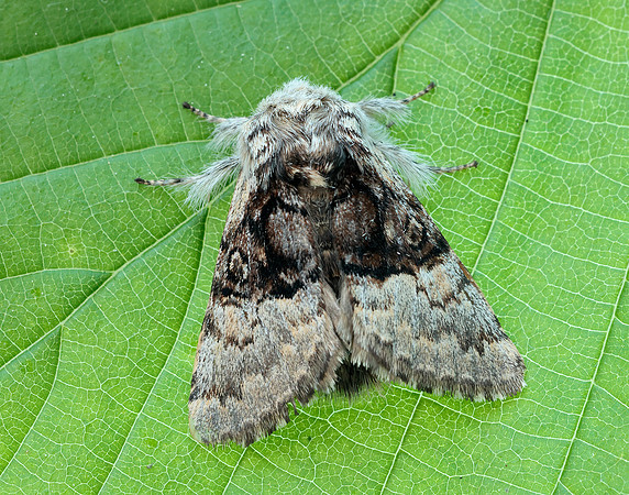 73.032 BF2425 Nut-tree Tussock Colocasia coryli