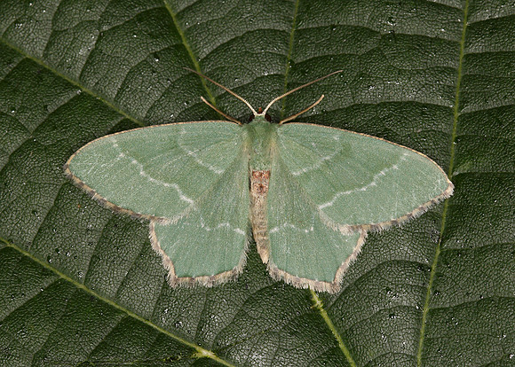 70.305 BF1669 Common Emerald Hemithea aestivaria