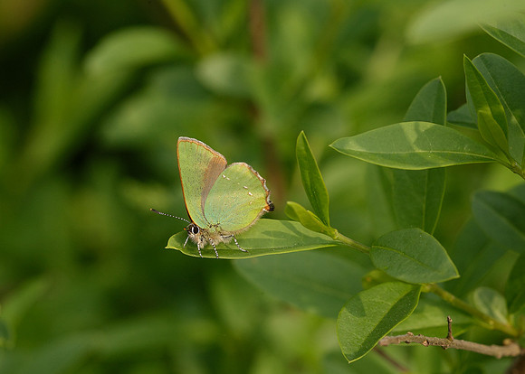 Green Hairstreak Callophrys rubi