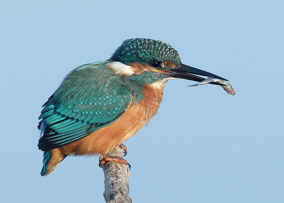 Kingfisher Alcedo atthis