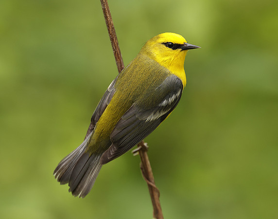 Blue-winged Warbler Vermivora cyanoptera