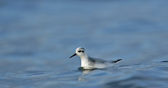 Grey Phalarope Phalaropus fulicarius