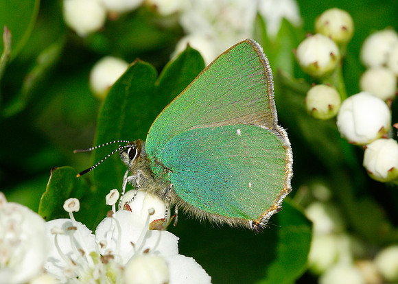 Green Hairstreak Callophrys rubi