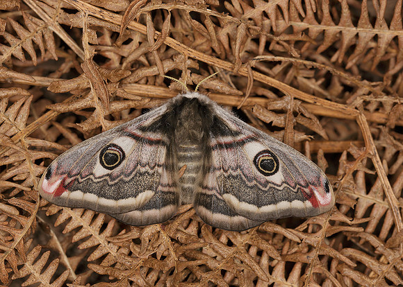 68.001BF 1643 Emperor Moth Saturnia pavonia