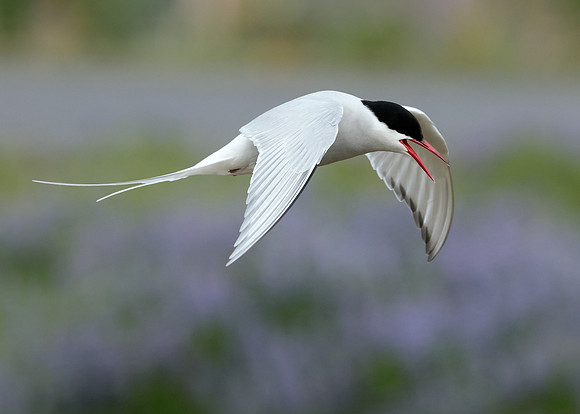 Arctic Tern Sterna paradisaea