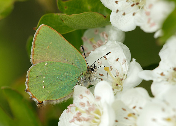 Green Hairstreak Callophrys rubi