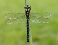 Hairy Dragonfly Brachytron pratense