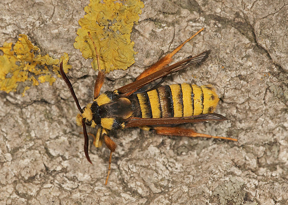 52.002 BF0370 Hornet Moth Sesia apiformis