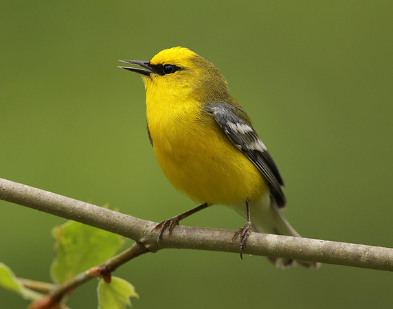 Blue-winged Warbler Vermivora cyanoptera