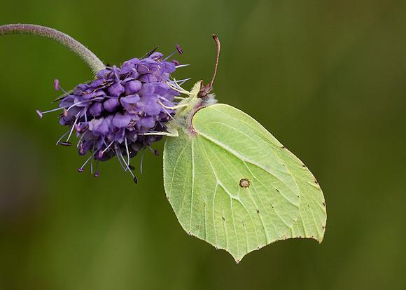 Brimstone Gonepteryx rhamni