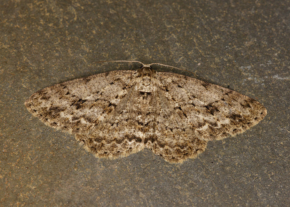 70.270 BF1947 Engrailed Ectropis bistortata
