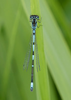 Variable Damselfly Coenagrion pulchellum