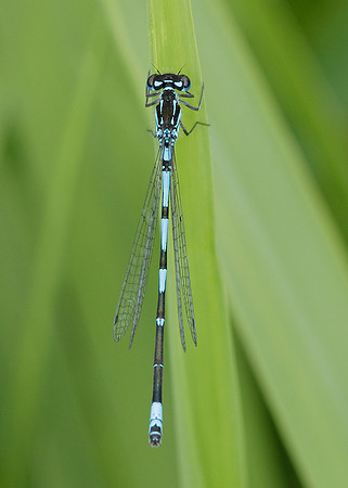 Variable Damselfly Coenagrion pulchellum