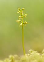 Coralroot Orchid Corallorhiza trifida