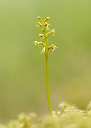 Coralroot Orchid Corallorhiza trifida