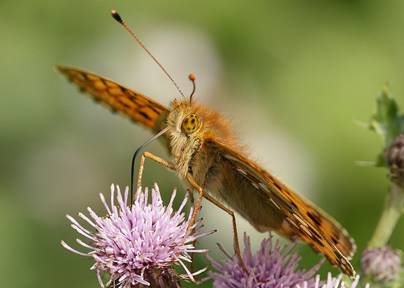 Dark Green fritillary Argynnis aglaja