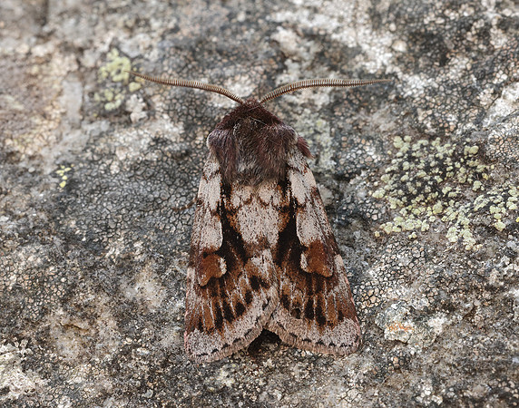 73.363 BF2125 Northern Dart Xestia alpicola