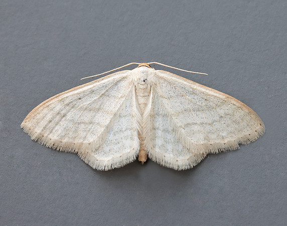 70.009 BF1709 Satin Wave Idaea subsericeata