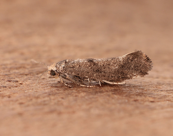 16.015 BF437 Swammerdamia caesiella