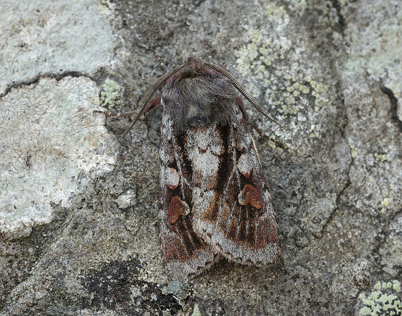 73.363 BF2125 Northern Dart Xestia alpicola