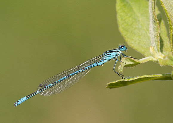 Azure Damselfly Coenagrion puella