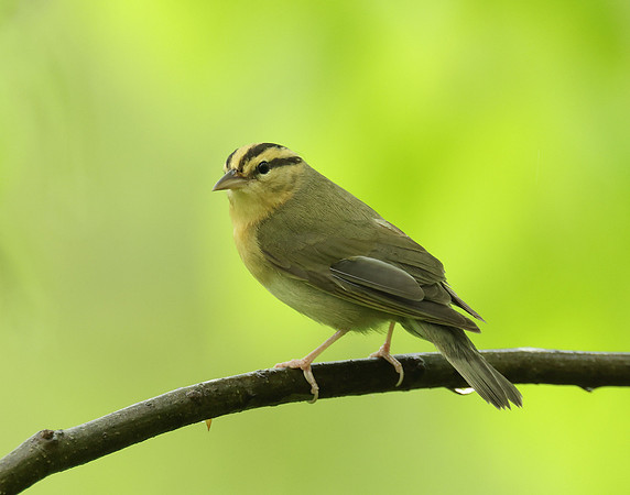 Worm-eating Warbler Helmitheros vermivorum