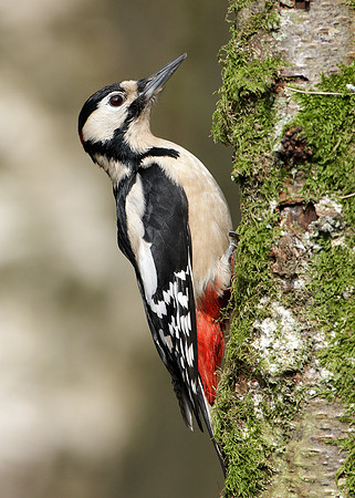 Great Spotted Woodpecker Dendrocopus major