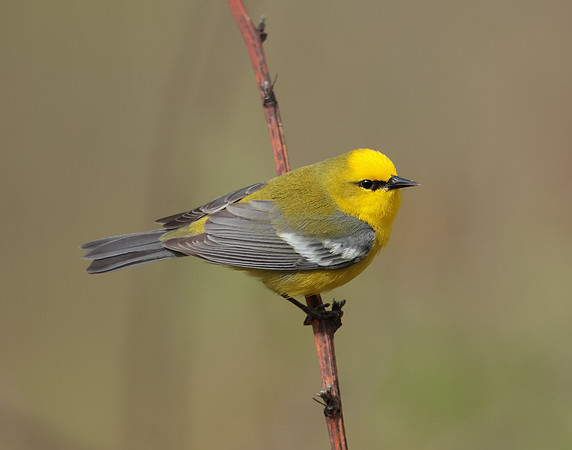 Blue-winged Warbler Vermivora cyanoptera