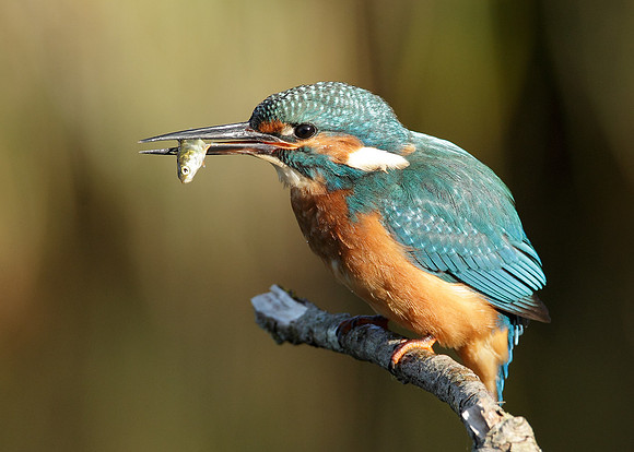 Kingfisher Alcedo atthis