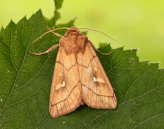 3.290 BF2192 Brown-line Bright-eye Mythimna conigera