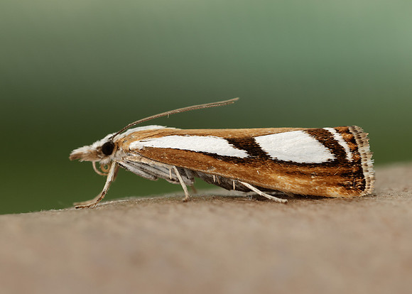 63.096 BF1310 Catoptria permutatellus