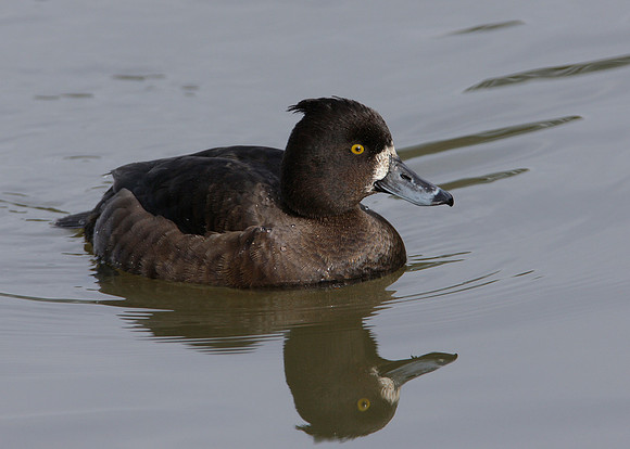 Tufted Duck Aythya fuligula