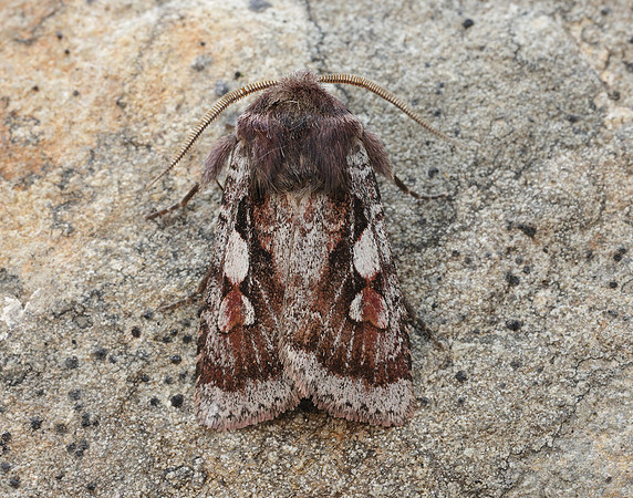 73.363 BF2125 Northern Dart Xestia alpicola