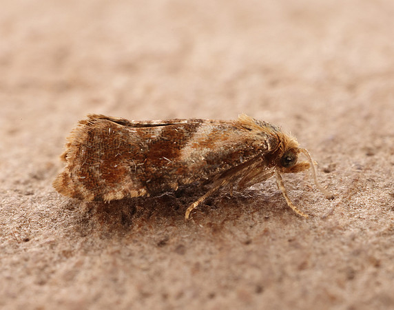 49.129 BF959 Cochylidia rupicola