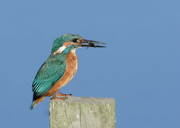 Kingfisher Alcedo atthis