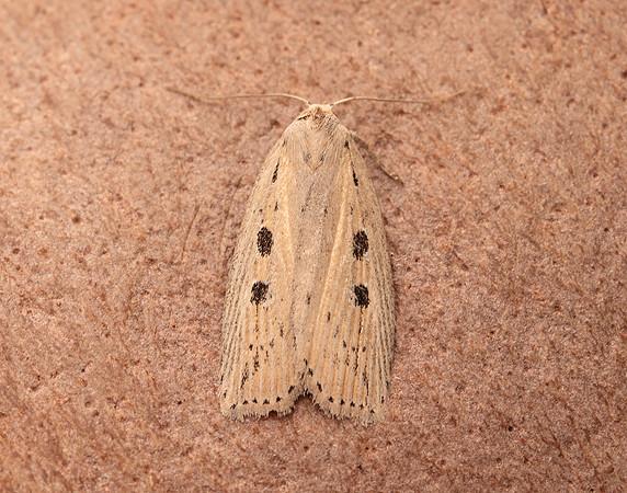73.100 BF2391 Silky Wainscot Chilodes maritima