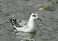 Grey Phalarope Phalaropus fulicarius