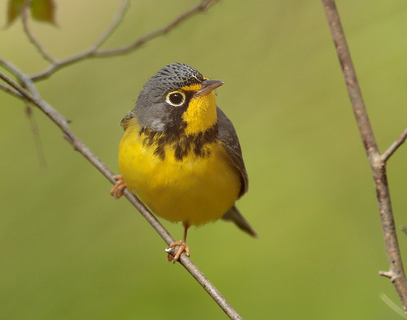 Canada Warbler Cardellina canadensis