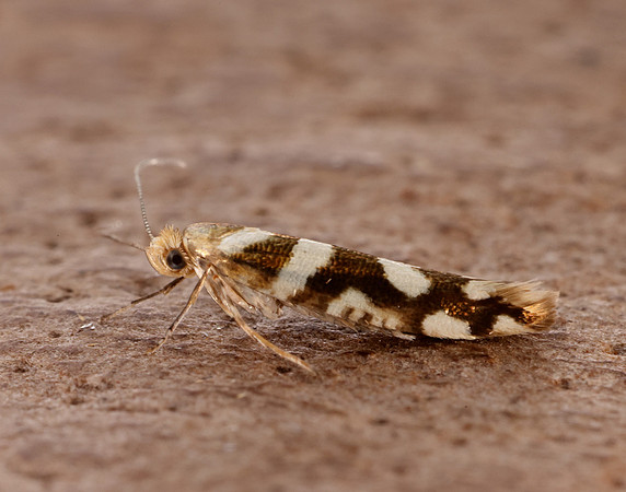 20.012 BF411 Argyresthia goedartella
