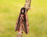 69.006 BF1976 Privet Hawk-moth Sphinx ligustri