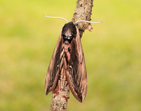 69.006 BF1976 Privet Hawk-moth Sphinx ligustri