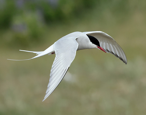 Arctic Tern Sterna paradisaea