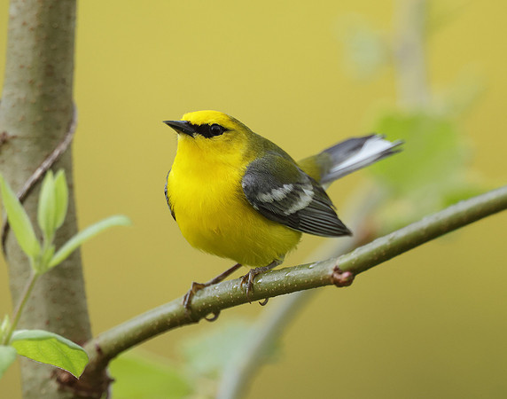 Blue-winged Warbler Vermivora cyanoptera