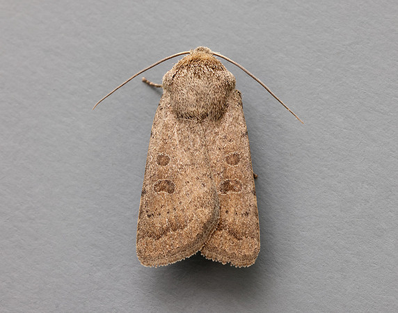 73.097 BF2382 Rustic Hoplodrina blanda