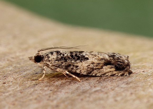 49.255 BF1138 Epinotia nisella