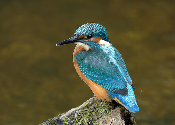 Kingfisher Alcedo atthis