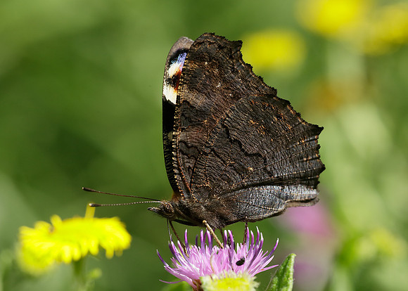 Peacock Inachis io